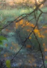 View through a foggy window into a morning autumn garden with branches of an apple tree dropping leaves