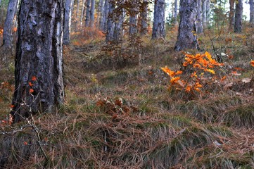 forest landscape in the fall