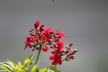 Fototapeta premium red flowers in the garden
