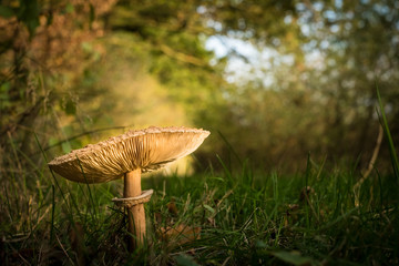 Ein wunderschöner Riesenschirmpilz steht am Waldrand eines Laubwaldes, die Sonne scheint und die Herbstblätter leuchten
