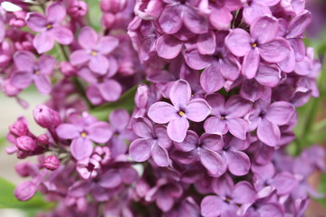 Fototapeta na wymiar pink flowers on green background