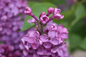 pink flowers in the garden