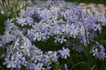 Obraz premium blue flowers in the garden