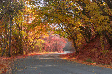 Autumn in the park. Winding road through colorful forest in early autumn