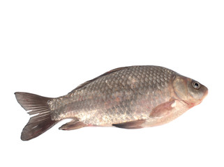 One crucian carp closeup on a white background