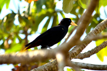 Birds of Pantanal, Matogrosso, Brazil