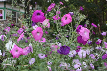 Fototapeta premium flowers in the garden