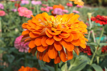 orange flower in garden