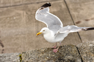 Lesser black-backed gull in the air