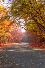Winding road through colorful forest in early autumn