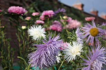 flowers in the garden