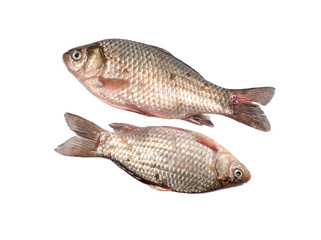 Two crucian carps closeup on a white background