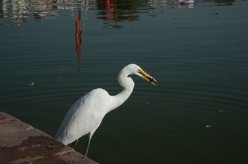 Egrets hunting on Pushkar Lake