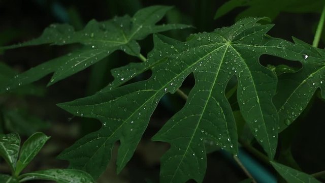 Water on the leaves
