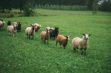 Plakat sheep on the pasture