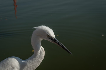 Egrets hunting on Pushkar Lake