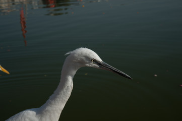 Egrets hunting on Pushkar Lake