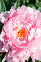 natural background of delicate petals of pink garden peony close up