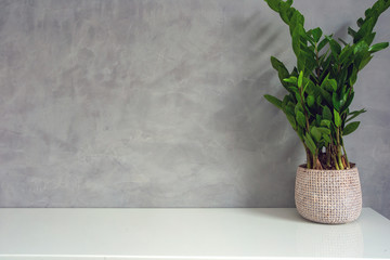 Fototapeta na wymiar decorative green house plant near a concrete look wall modern design
