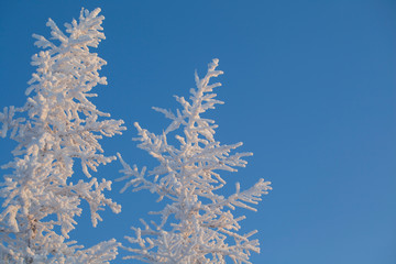  Beautiful winter landscape of tundra , frost on the branches of trees, the first snow, Arctic Circle.