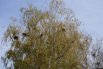 Birke mit großen Vogelnestern