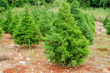 Cluster Of Conifer Trees