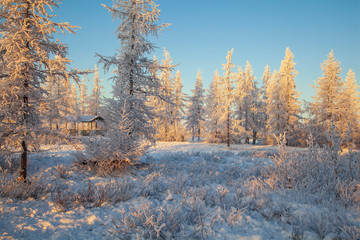  Beautiful winter landscape of tundra , frost on the branches of trees, the first snow, Arctic Circle.