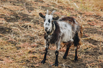 black and white goat with horns growing back on a leash grazes in the field. protection of animals, milk-giving animals.