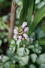 natural background with delicate pink wildflower