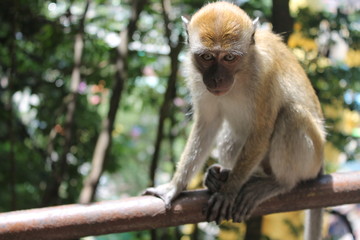Monkey