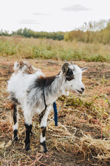 Obraz premium a small black and white kid with small horns grazes in a rural garden. animal protection.