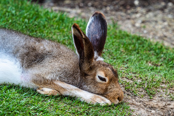 Mountain hare, Lepus timidus, also known as the white hare.