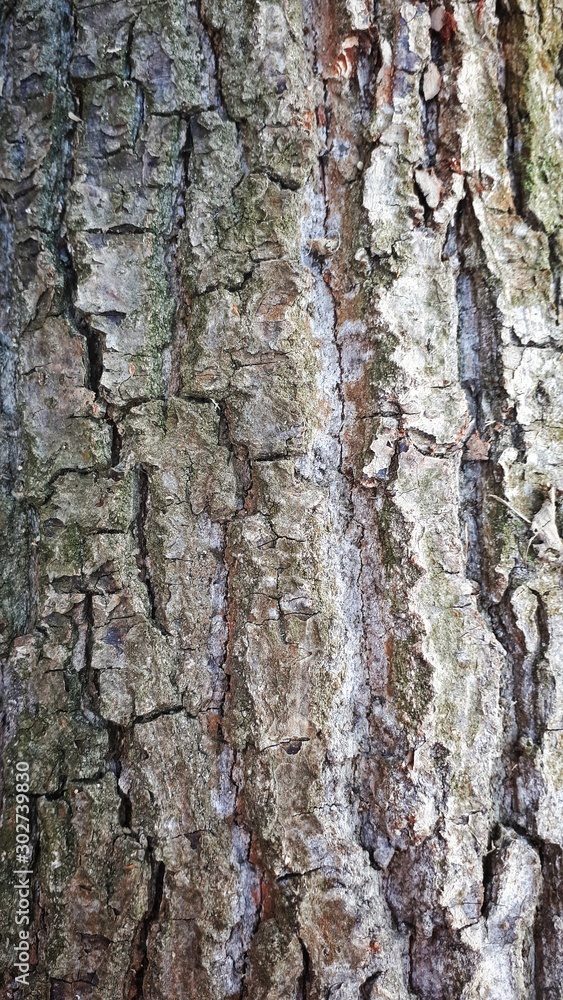 Poster embossed texture of the brown bark of a tree with green moss and lichen on it.