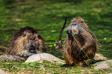 Coypu, Myocastor coypus, also known as river rat or nutria