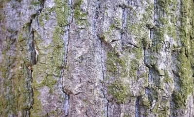 Embossed texture of the brown bark of a tree with green moss and lichen on it.