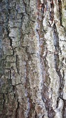 Embossed texture of the brown bark of a tree with green moss and lichen on it.