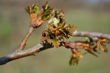 Soft yellow camouflaged thomisus onustus (crab spider) on blooming Ash tree (Fraxinus), blurry soft background