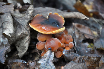 Flammulina velutipes winter fungi grow in the forest
