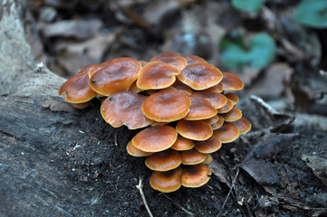 Flammulina velutipes winter fungi grow in the forest © orestligetka