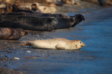 Seals on beach