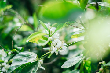 primer plano de flor de naranjo