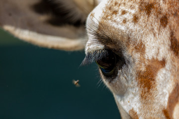 Close up of Giraffe's eye © MaryHerronPhoto