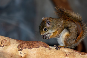 Squirrel eating a nut