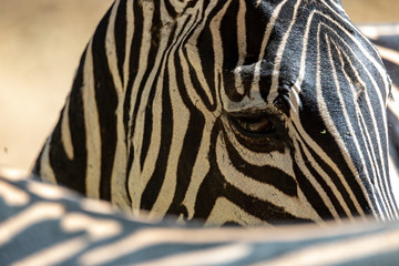 Close up of Zebra's eye