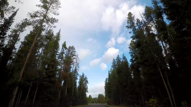 335.Rocky mountains road drive in the fall dry pines timelapse