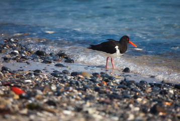 Oystercatcher on beach