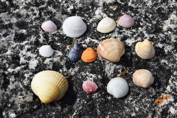 Various seashells placed on a seashore rock.
