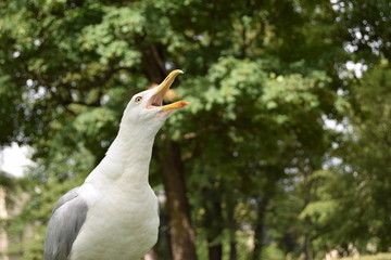 Naklejka premium Close up of a screaming European herring gull, Larus argentatus, in a park with bokeh of trees in the background.