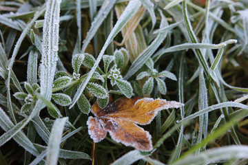 Morning frost on meadow close-up including iced maple leaf