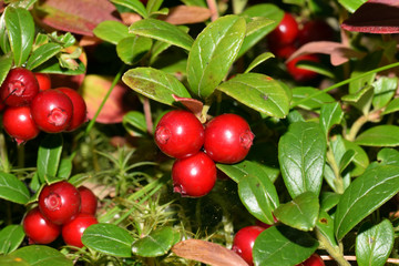 Lingonberry, partridgeberry, The Lingering O’Mahoney or cowberry (Vaccinium vitis-idaea).